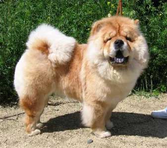 Рубин Астерхаус Галактика Грез